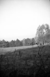 old_negatives_found_contact_print_frame_04 A vintage negative of a tree line found in an old contact printing frame
