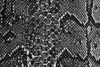 Milly's Cameras - Black and white snake camera leatherette