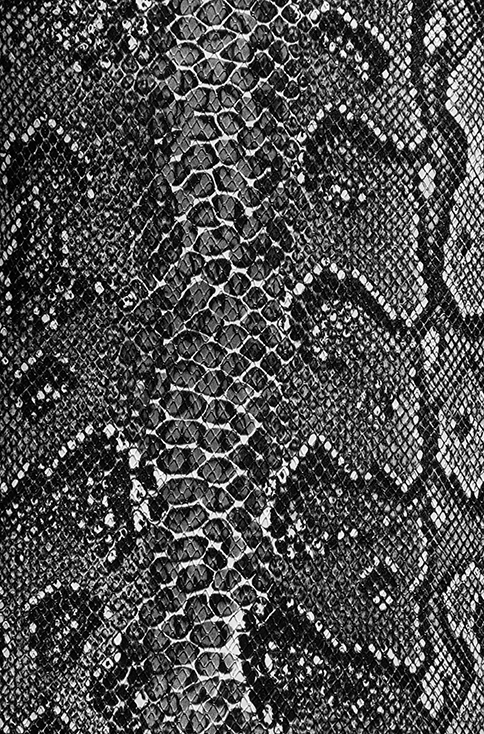 Milly's Cameras - Black and white snake camera leatherette